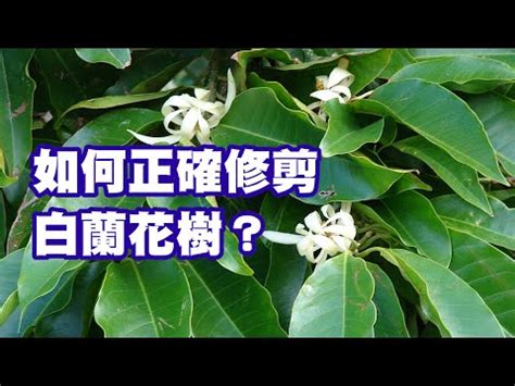 玉蘭花盆栽矮化